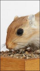 Gerbil - Meriones meridionus